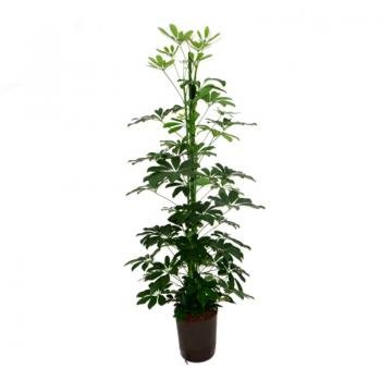 Schefflera arboricola  | Strahlenaralie